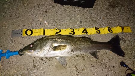 レバーブレーキ シーバス2匹目ゲット