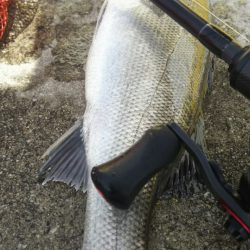 【苅田南港】春のシーバス調査