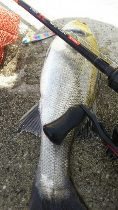 【苅田南港】春のシーバス調査