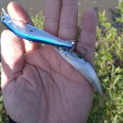 リバーシーバス