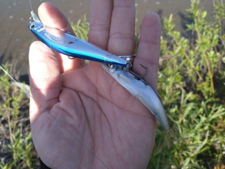 リバーシーバス