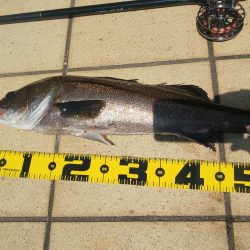 昼間の干潮手前  ~さざなみ公園~