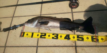 昼間の干潮手前  ~さざなみ公園~