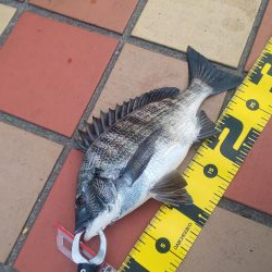 何処にいるのやら ~辰巳橋~