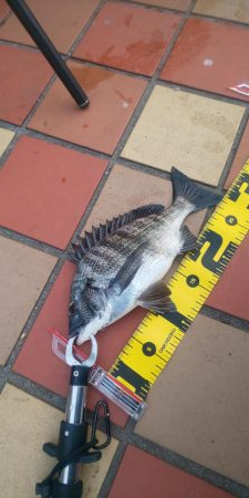 何処にいるのやら ~辰巳橋~