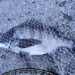 これは、、、始まってますなぁ