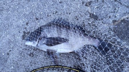 これは、、、始まってますなぁ