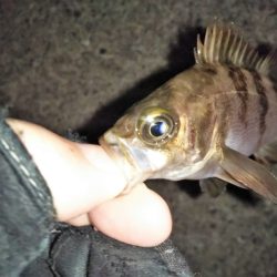 爆風メバリング