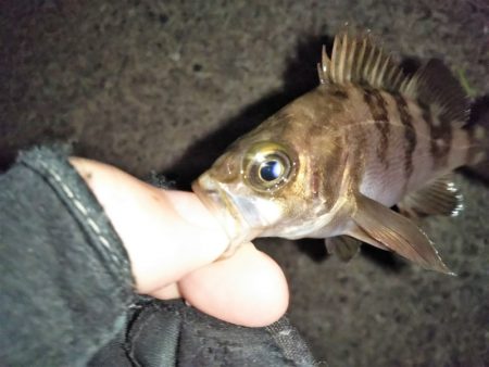 爆風メバリング