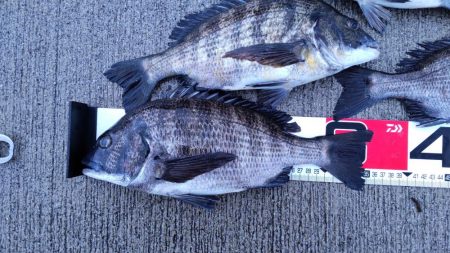 数は上向き 型は下向き