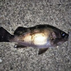 メバリングでチャリコ