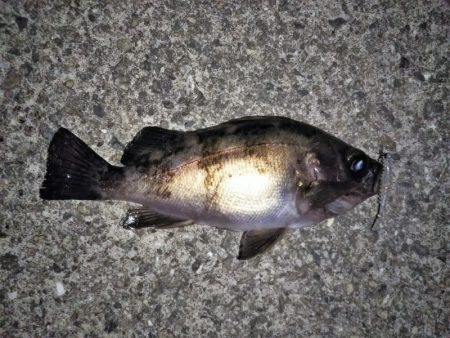 メバリングでチャリコ