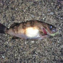 大きなメバルはどこへ？