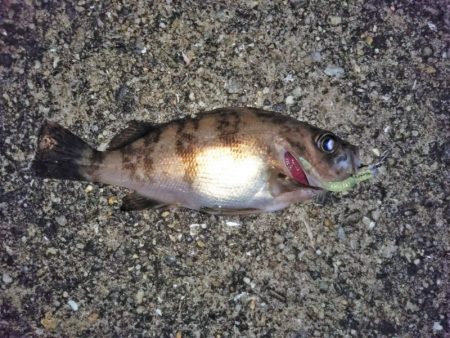 大きなメバルはどこへ？