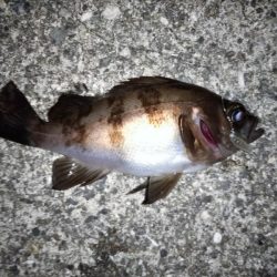 大きなメバルはどこへ？ part.Ⅱ