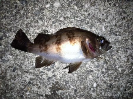 大きなメバルはどこへ？ part.Ⅱ