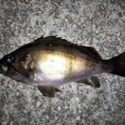 大きなメバルはどこへ？ part.Ⅲ