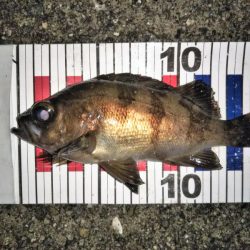 大きなメバルはどこへ？ part.Ⅳ