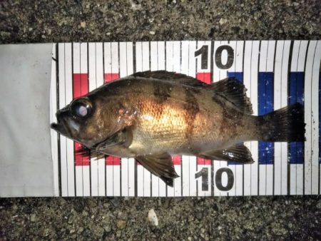 大きなメバルはどこへ？ part.Ⅳ