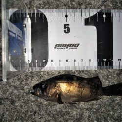 大きなメバルはどこへ？ partⅤ