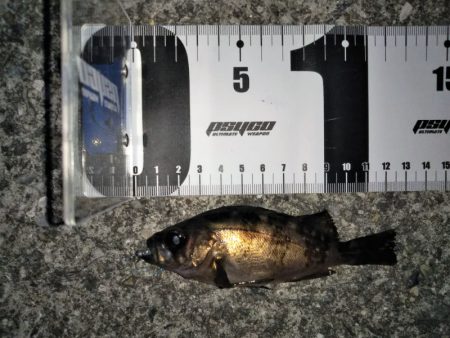 大きなメバルはどこへ？ partⅤ