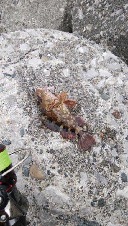 久しぶりの釣果！