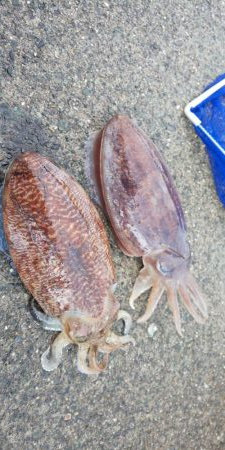 毎度です。情報と違いコウイカ渋かった～