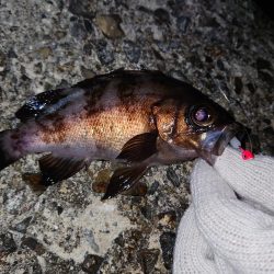 春のメバル釣り