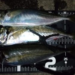 アジングで良型