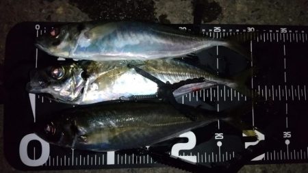 アジングで良型