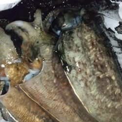 コウイカエギング