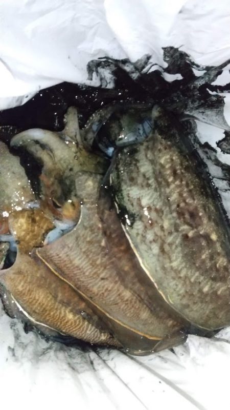 コウイカエギング