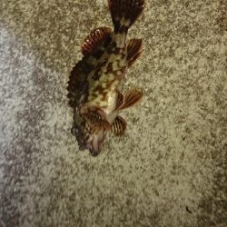 ガッシー連発そしてチヌ