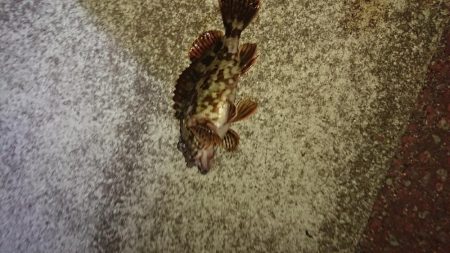 ガッシー連発そしてチヌ