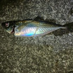 厳しい中アジゲット