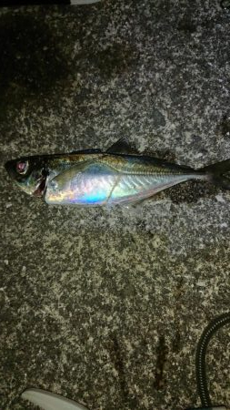 厳しい中アジゲット