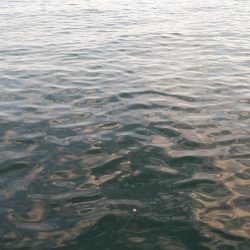 まだ回遊してる