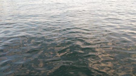 まだ回遊してる