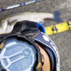 ぶらシーバス！！