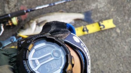 ぶらシーバス！！