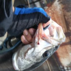 ぶらシーバス！！