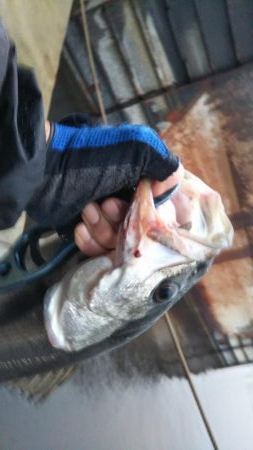 ぶらシーバス！！