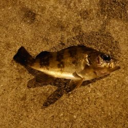 魚の引きを味わいたい釣行