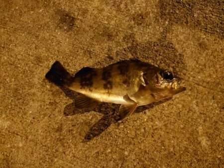 魚の引きを味わいたい釣行