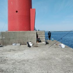 活性が上がらない播磨新島周辺のキス