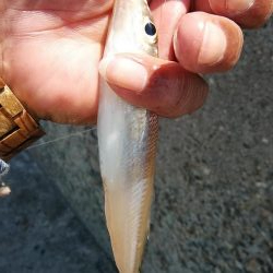 播磨新島のキス調査