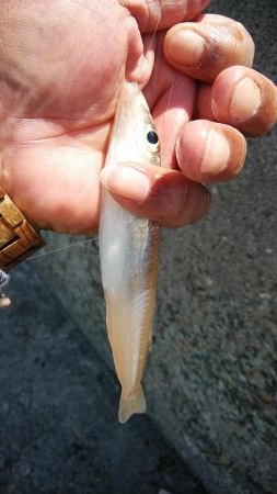 播磨新島のキス調査