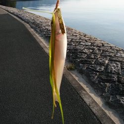 宮津のキス調査