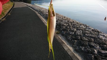 宮津のキス調査