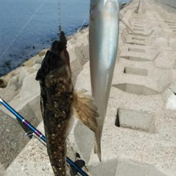 東二見西水路のキス調査